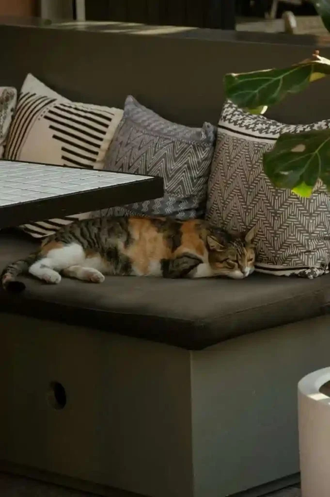 Customize Cushions for bench